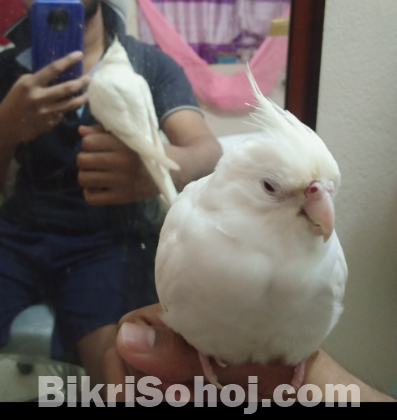 Albino Red Eye Cockatiel